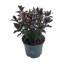 Hebe Mint Chocolate 2L