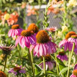 3.5L Echinacea Moodz