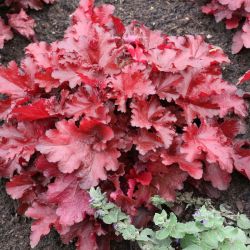 2L Heuchera Forever Red