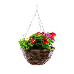 12" Planted Hanging Basket