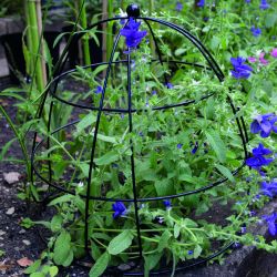 Beehive Plant Support 45Cm