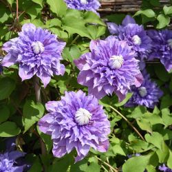 Clematis Blue 15cm