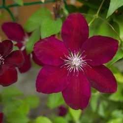 Clematis Red 15cm