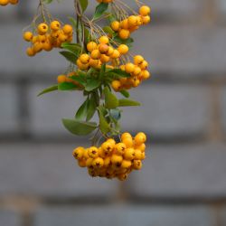 Pyracantha 15cm