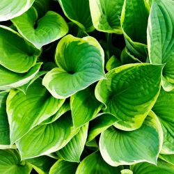 Hosta 19cm