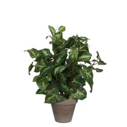 Syngonium Green In Pot Stan Grey D11 5Cm-H35Xd25Cm