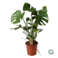 Monstera Deliciosa (Swiss Cheese Plant) 21cm