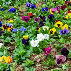 Pansy Mixed Colours 13cm