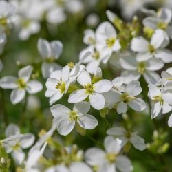 Arabis Caucasica Aubris White 2L