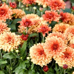Combi Dahlia Decorative Orange & White