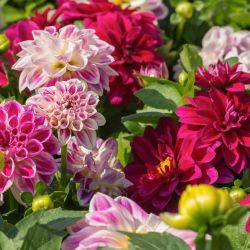 Combi Dahlia Decorative Pink Shades