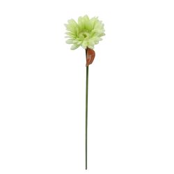 Single Spring Gerbera Ivory 53cm