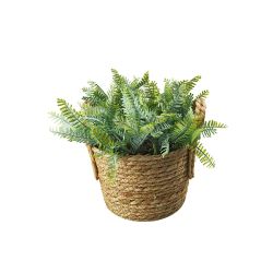 Basket Of Ferns