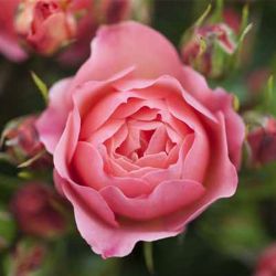 Special Anniversary Rose 4.5L