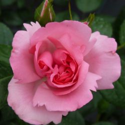 Bantry Bay Climbing Rose 4.5L