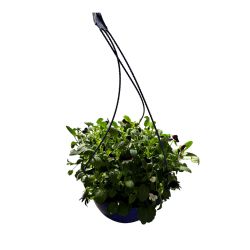 Viola Hanging Basket 4.5L