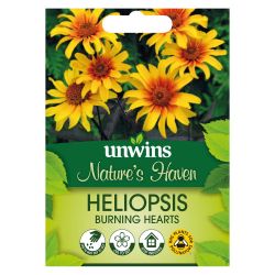 NH Heliopsis Burning Hearts
