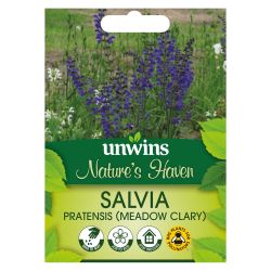 NH Salvia pratensis (Meadow Clary)