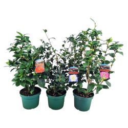 Camellia 3L