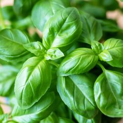 Basil 13cm