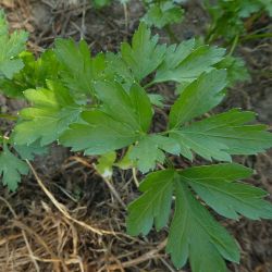 Parsley French 13cm