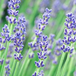 Lavender Munstead 13cm