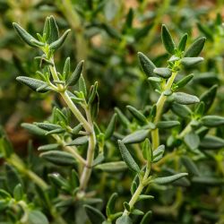 Thyme 13cm