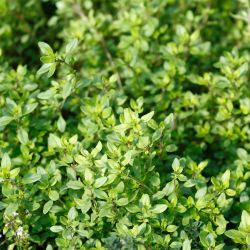 Lemon Thyme 13cm