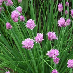 Chives 13cm