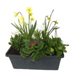 Spring Window Box 40cm