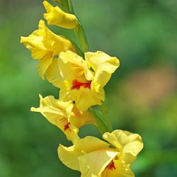 Gladiolus Maxial 12 Pack