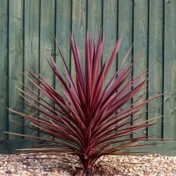 Cordyline 17cm