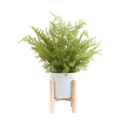 Ferns In Pot On Wooden Stand