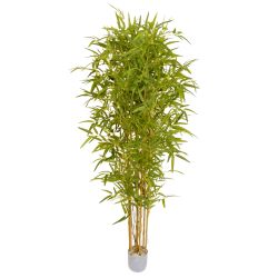 4 Leaf Bamboo 180cm