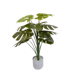 Monstera 70cm