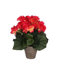 Begonia Pink in Pot 