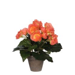 Begonia Salmon In Pot 