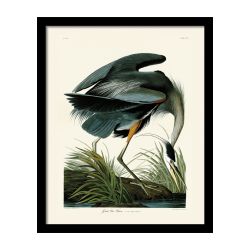 Great Blue Heron John James Audubon 40cm x 50cm
