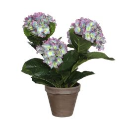 Hydrangea Purple In Pot Stan Grey D13,5Cm