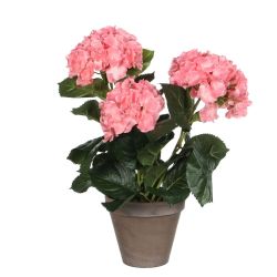 Hydrangea Pink In Pot Stan Grey D13,5Cm