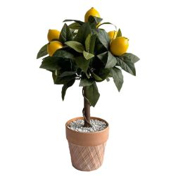 Lemon Tree In Terracotta Pot