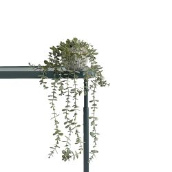 Trailing Micro Eucalyptus in geo pot