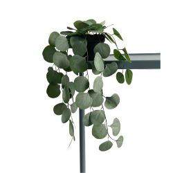 Trailing Eucalyptus