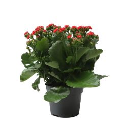 Kalanchoe Queen 14cm
