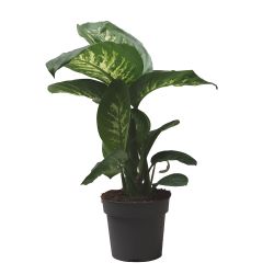 Dieffenbachia Reeva 17cm