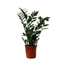 Zamioculcas Zamiifolia 14cm