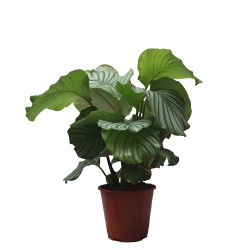 Calathea Makoyana 14cm