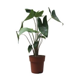 Alocasia Zebrina 19cm