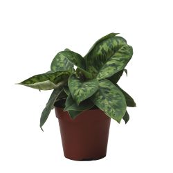 Homalomena wallisii Camouflage 12cm