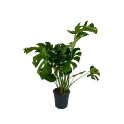 Monstera Bush 24cm